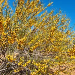 Southern Cross Wildflower Walk - Southern Cross