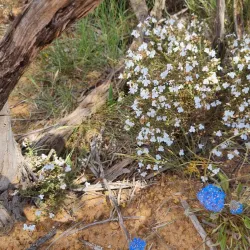 Southern Cross Wildflower Walk - Southern Cross