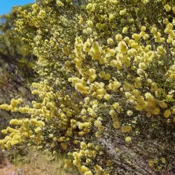 Southern Cross Wildflower Walk - Southern Cross