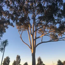 Ropes Creek Reserve - St Clair NSW