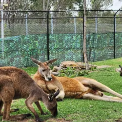 Western Sydney Parklands - St Clair NSW