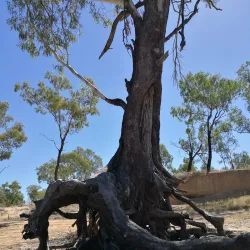 Balonne River - St George QLD