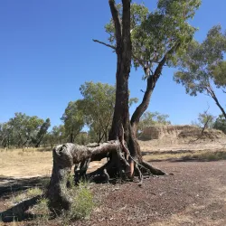 Balonne River - St George QLD