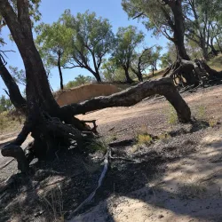 Balonne River - St George QLD