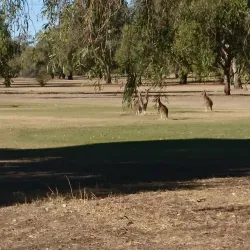 St George Golf Club - St George QLD