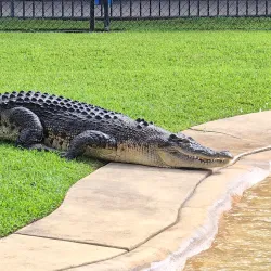 Australia Zoo - Sunshine Coast