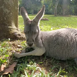 Australia Zoo - Sunshine Coast