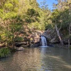 Kondalilla National Park - Sunshine Coast