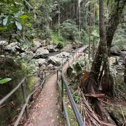 Kondalilla National Park - Sunshine Coast