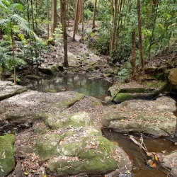 Kondalilla National Park - Sunshine Coast