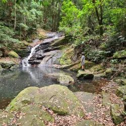 Kondalilla National Park - Sunshine Coast