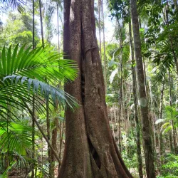 Kondalilla National Park - Sunshine Coast