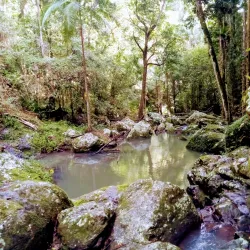 Kondalilla National Park - Sunshine Coast