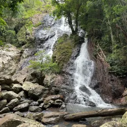 Kondalilla National Park - Sunshine Coast