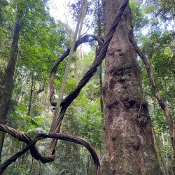 Mary Cairncross Scenic Reserve - Sunshine Coast