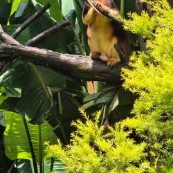 The Big Pineapple - Sunshine Coast