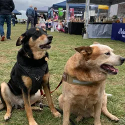 Local Farms and Markets - Sutton