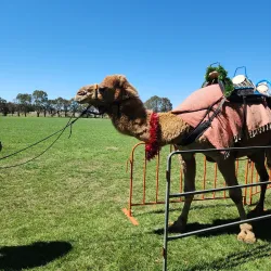 Local Farms and Markets - Sutton