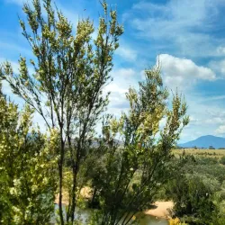 Murrumbidgee River Corridor - Sutton