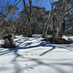 Namadgi National Park - Sutton