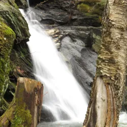 Sutton Road Nature Walks - Sutton