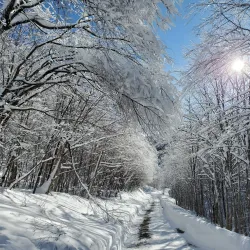 Sutton Road Nature Walks - Sutton