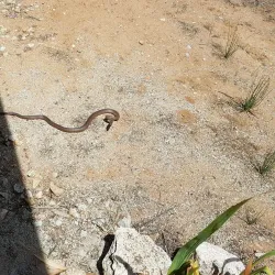 Maude Homestead - Swan Hill