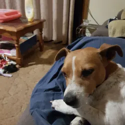 Maude Homestead - Swan Hill