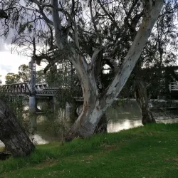 Murray River - Swan Hill
