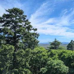 Swan Hill Botanic Gardens - Swan Hill