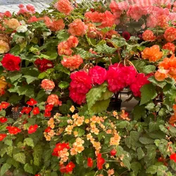 Swan Hill Botanic Gardens - Swan Hill