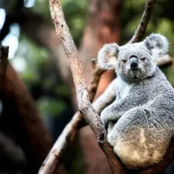 Taronga Zoo Sydney - Sydney