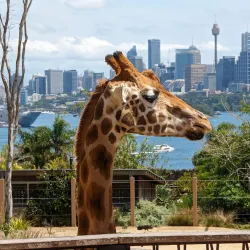 Taronga Zoo Sydney - Sydney