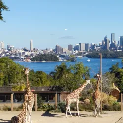 Taronga Zoo Sydney - Sydney
