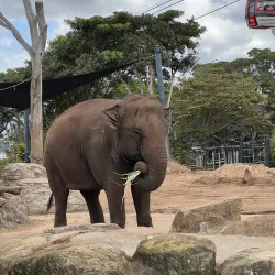 Taronga Zoo Sydney - Sydney