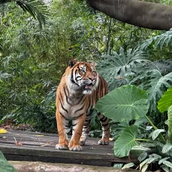 Taronga Zoo Sydney - Sydney