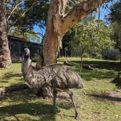Taronga Zoo Sydney - Sydney
