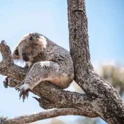 Taronga Zoo Sydney - Sydney