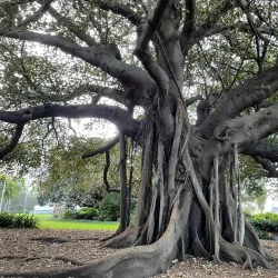 The Royal Botanic Garden Sydney - Sydney