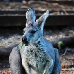 Tamworth Marsupial Park - Tamworth