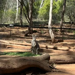 Tamworth Marsupial Park - Tamworth