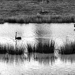 Wyndham Vale Wetlands - Tarneit