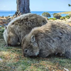 Maria Island National Park - Tasmania