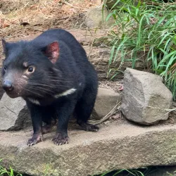 Tasmanian Devil Unzoo - Tasmania