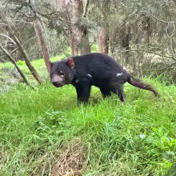 Tasmanian Devil Unzoo - Tasmania