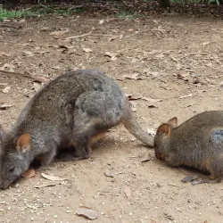 Tasmanian Devil Unzoo - Tasmania