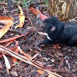 Tasmanian Devil Unzoo - Tasmania