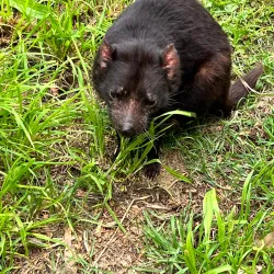 Tasmanian Devil Unzoo - Tasmania