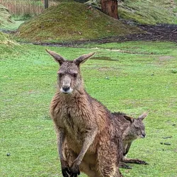 Tasmanian Devil Unzoo - Tasmania