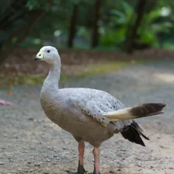Tasmanian Devil Unzoo - Tasmania